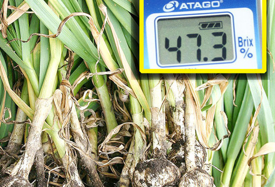 Hàm lượng đường trong tỏi organic Nhật khá cao, khoảng 47,3 độ. Ảnh: e-ninniku.