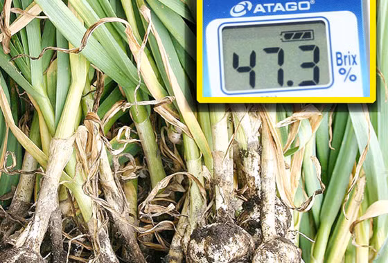 Hàm lượng đường trong tỏi organic Nhật khá cao, khoảng 47,3 độ. Ảnh: e-ninniku.