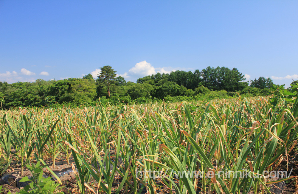 Tại Nhật Bản, tỏi hữu cơ được trồng nhiều tại các tỉnh Aomori, Miyazaki. Ảnh: e-ninniku.
