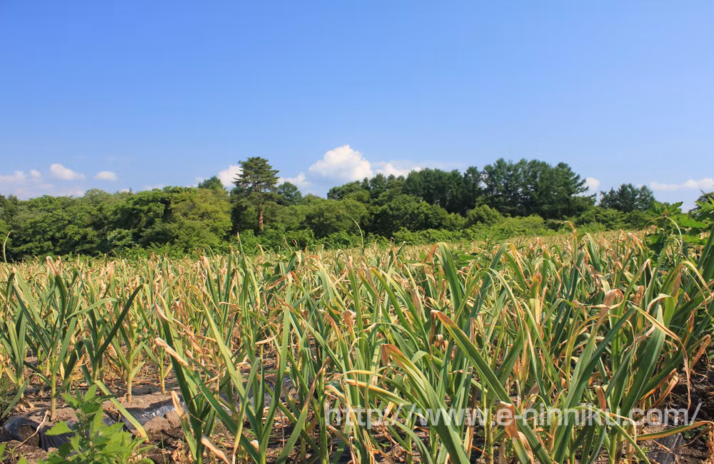 Tại Nhật Bản, tỏi hữu cơ được trồng nhiều tại các tỉnh Aomori, Miyazaki. Ảnh: e-ninniku.