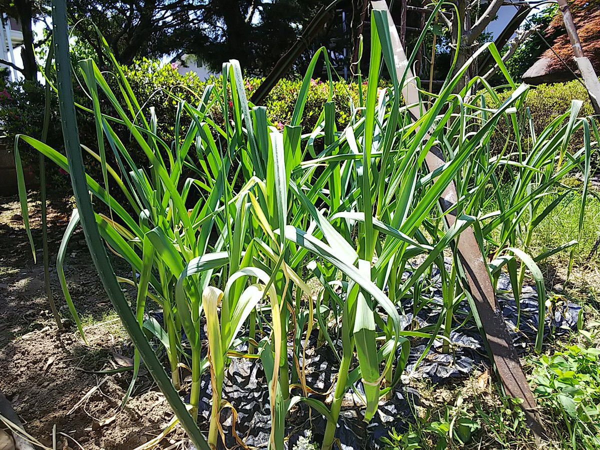 Người trồng sử dụng phân hữu cơ trong chăn nuôi tại địa phương để bón cho tỏi. Ảnh: Twitter.