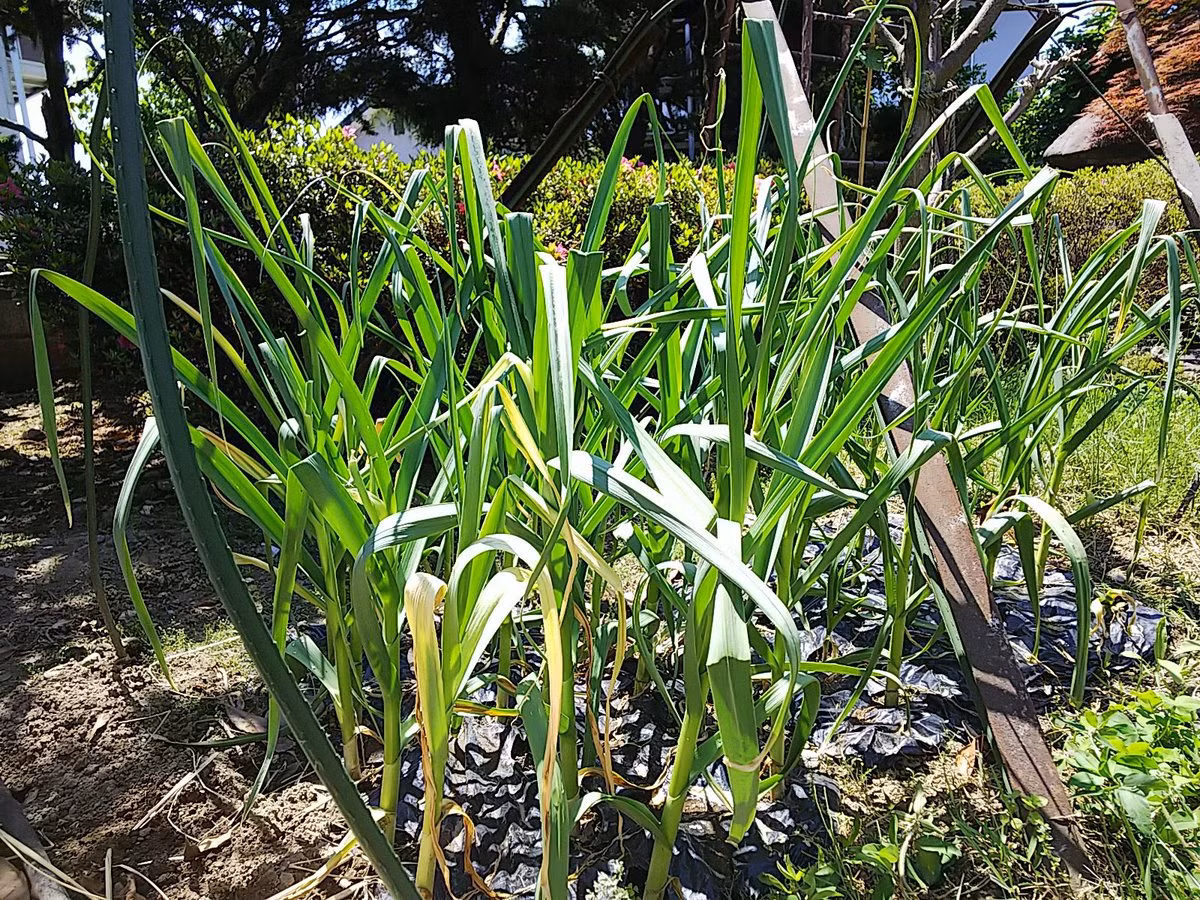 Người trồng sử dụng phân hữu cơ trong chăn nuôi tại địa phương để bón cho tỏi. Ảnh: Twitter.