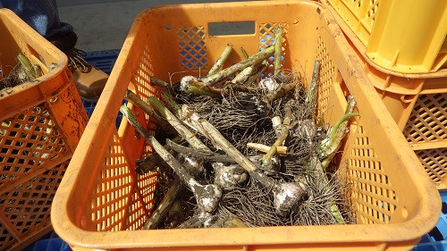 Sau khi nhổ khỏi ruộng, tỏi organic được cắt rễ và sấy khô. Ảnh: Kenkoukazoku.