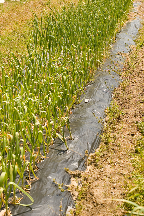 Sự chênh lệch nhiệt độ giữa ban ngày (37 độ C) và đêm (-20 độ c) tại đây và việc dùng phân hữu cơ là yếu tố giúp cho tỏi có màu trắng tinh khiết. Ảnh: Ameblo.