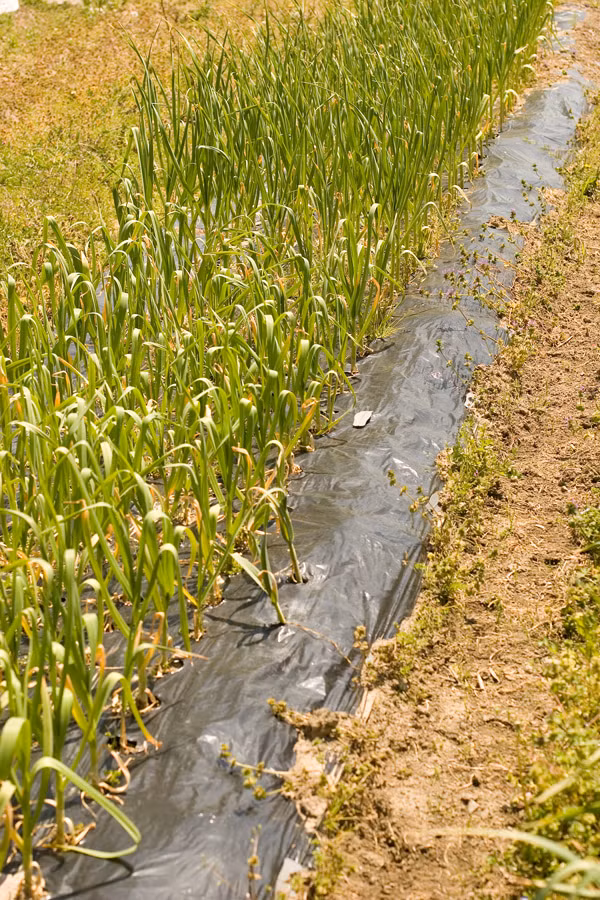 Sự chênh lệch nhiệt độ giữa ban ngày (37 độ C) và đêm (-20 độ c) tại đây và việc dùng phân hữu cơ là yếu tố giúp cho tỏi có màu trắng tinh khiết. Ảnh: Ameblo.