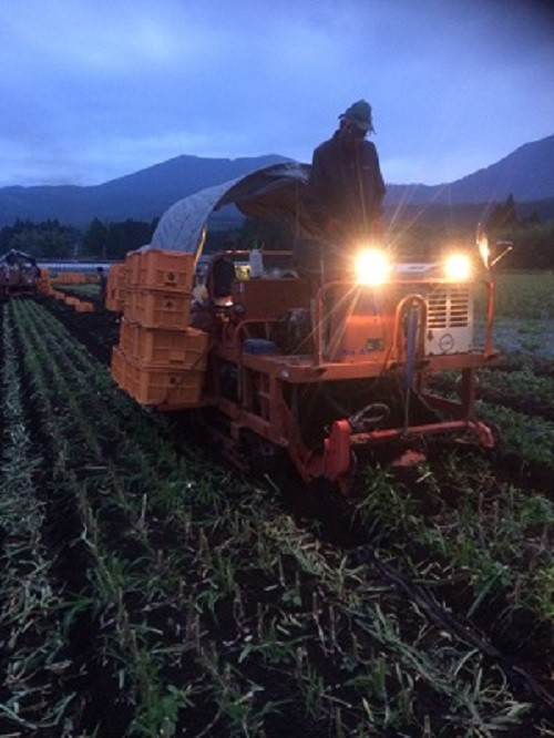 Đùng mùa thu hoạch, những người nông dân phải làm việc đến khi trời tối. Ảnh: Kenkoukazoku.