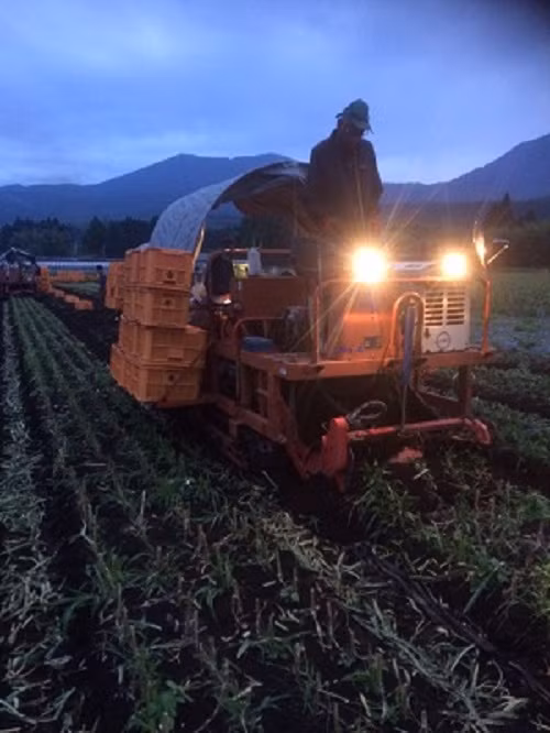 Đùng mùa thu hoạch, những người nông dân phải làm việc đến khi trời tối. Ảnh: Kenkoukazoku.