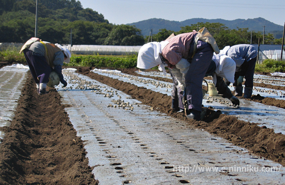 Tỏi Nhật Bản được trồng trên những cánh đồng với diện tích lớn, thành từng luống thẳng hàng. Ảnh: e-ninniku.