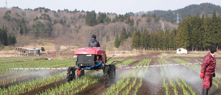 Tỏi bắt đầu thu hoạch bằng máy vào khoảng giữa tháng 5. Ảnh: Kuro229.