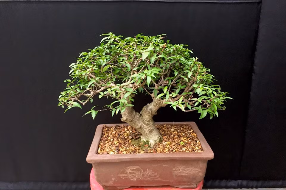 Mai chiếu thủy mini cao 22cm dáng độc. Ảnh: Shop Vu Bonsai.