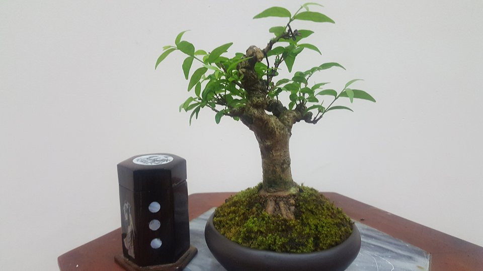 Giá mỗi gốc mai chiếu thủy mini tùy vào dáng thế của từng cây. Ảnh: Bonsai.