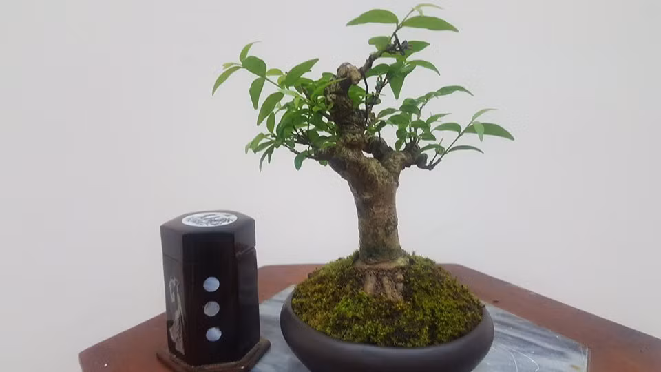 Giá mỗi gốc mai chiếu thủy mini tùy vào dáng thế của từng cây. Ảnh: Bonsai.