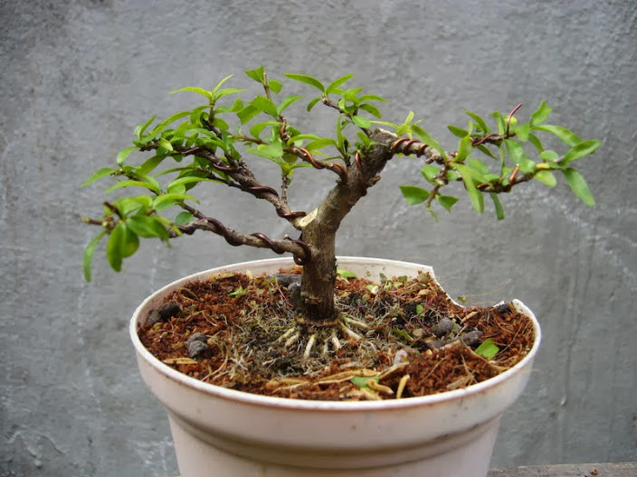 Mai chiếu thủy lá kim vô cùng đẹp mắt. Ảnh: Namninhbonsai.