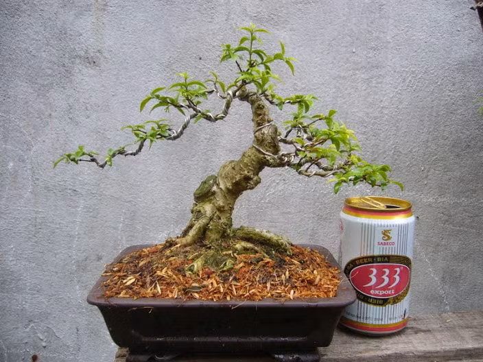 Cây mai chiếu thuỷ bonsai mini cao 19cm, rộng tán 20cm thích hợp để bàn trà phòng khách. Ảnh: Namninhbonsai.