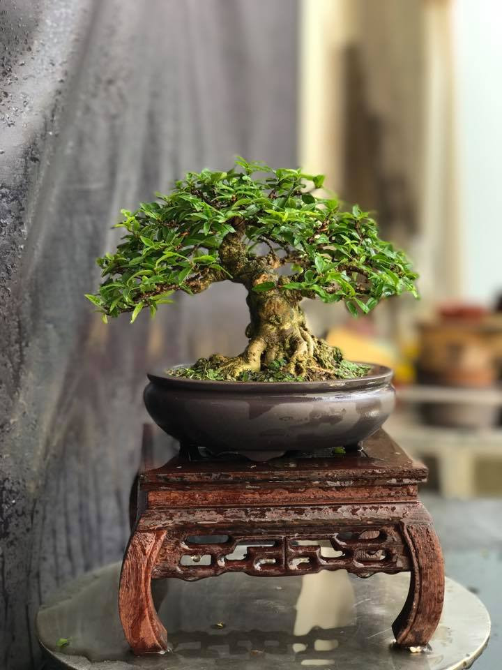 Bonsai mai chiếu thủy mini hơn 5 năm tuổi, chỉ cao 15cm. Ảnh: FB Bonsai.