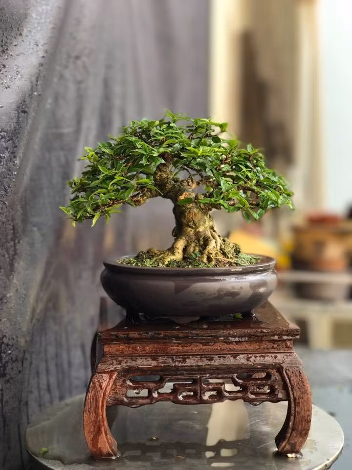 Bonsai mai chiếu thủy mini hơn 5 năm tuổi, chỉ cao 15cm. Ảnh: FB Bonsai.