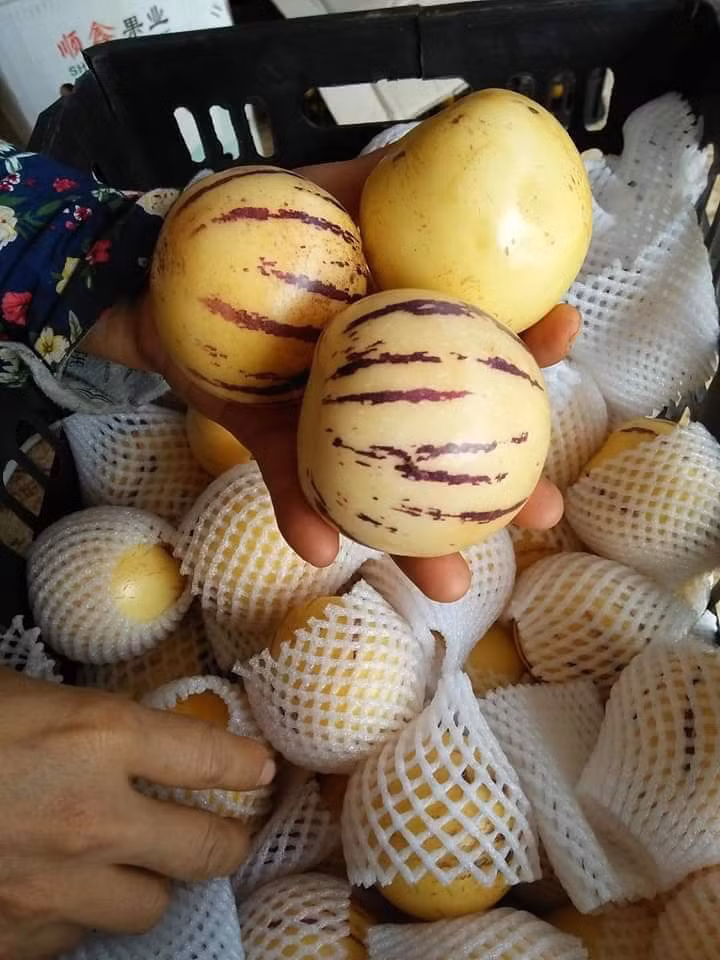 Tuy nhiên, lượng dưa pepino Đà Lạt cung cấp ra thị trường không có nhiều và giá cũng đắt hơn. Ảnh: Internet.