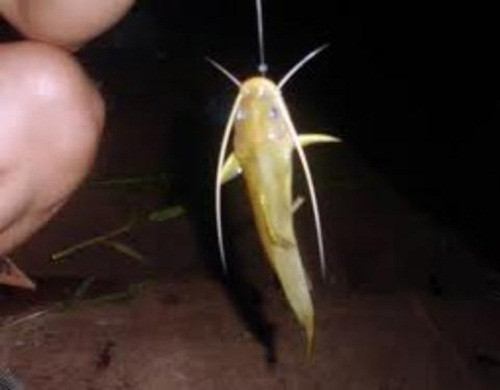 Nhiều năm trước, cá lăng hồ Dầu Tiếng (Bình Dương) nhiều, chỉ cần buông lưới 1 buổi là có vài con. Nhưng bây giờ, lượng cá ít hơn nên săn cả đêm mới được 1 - 2 con cá. Ảnh: Nongnghiep.