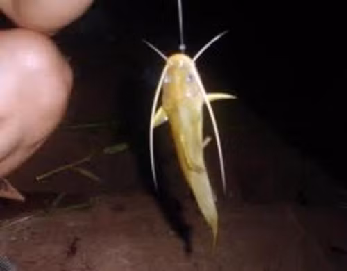 Nhiều năm trước, cá lăng hồ Dầu Tiếng (Bình Dương) nhiều, chỉ cần buông lưới 1 buổi là có vài con. Nhưng bây giờ, lượng cá ít hơn nên săn cả đêm mới được 1 - 2 con cá. Ảnh: Nongnghiep.