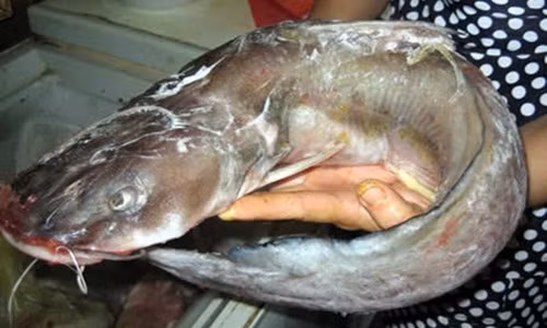 Tuy nhiên, đây cũng là một nghề nguy hiểm, đôi khi phải đánh đổi cả mạng sống của mình. Ảnh: Cadn.