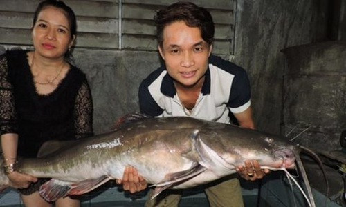 Số lượng cá lăng ngày càng ít nên việc đánh bắt không dễ. Thêm nữa, để bắt được cá lăng khủng lại càng hiếm hoi. Ảnh: CA TP.HCM.