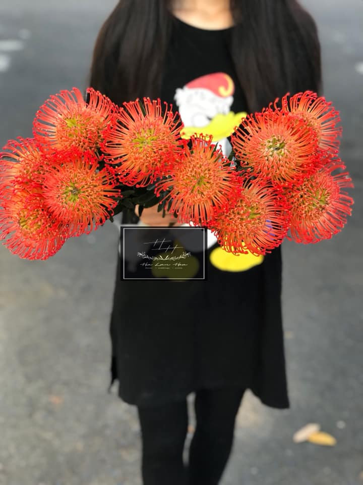 Các loại hoa Hà Lan nhập khẩu có giá từ vài chục đến 200.000 đồng/cành. Ảnh: Hà Lan Hoa flowers.