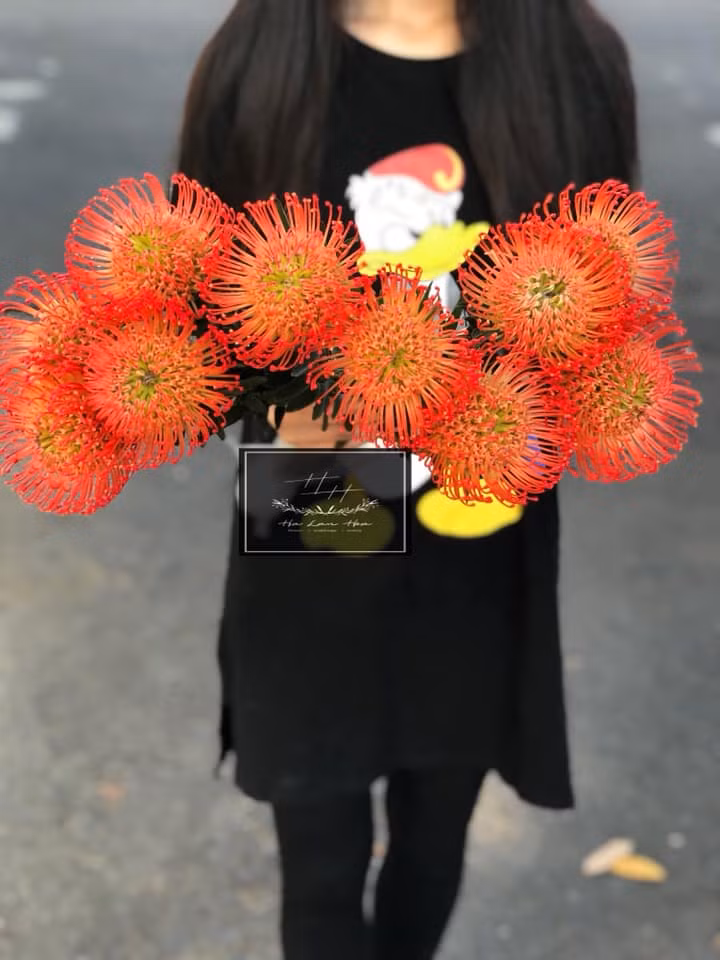 Các loại hoa Hà Lan nhập khẩu có giá từ vài chục đến 200.000 đồng/cành. Ảnh: Hà Lan Hoa flowers.