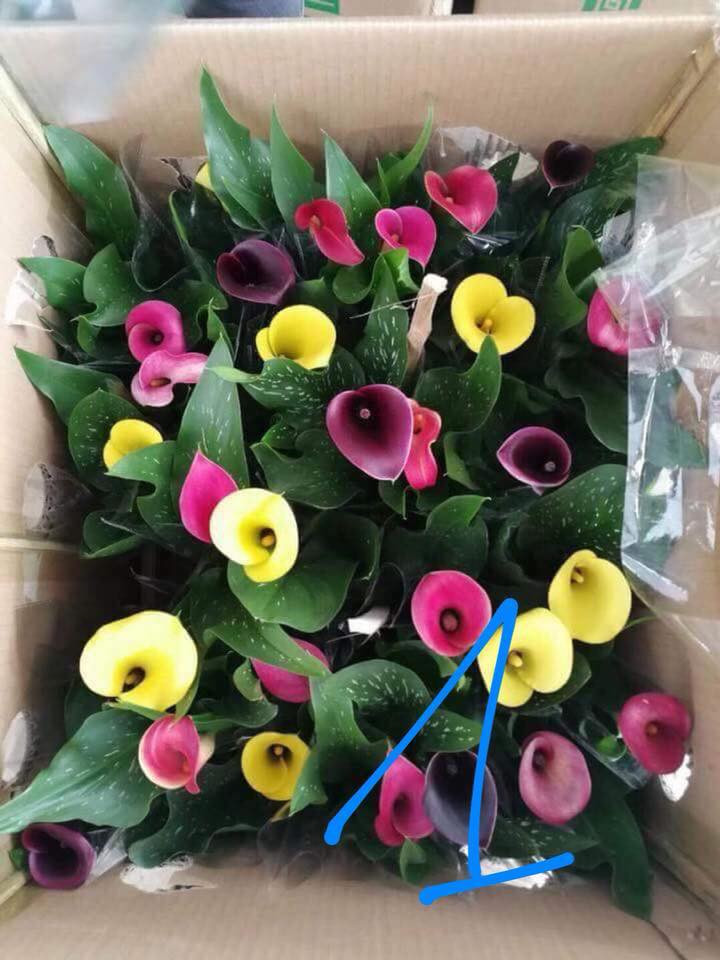 Hoa Rum Hà Lan với nhiều màu sắc bắt mắt có giá hơn 100.000 đồng/cành. Ảnh: FB Tím Mây.