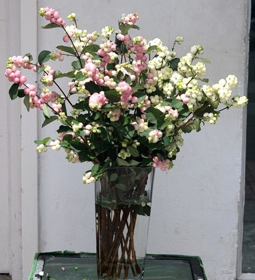 Trong đó, các loại hoa nhập khẩu từ Hà Lan được nhiều khách hàng đặt mua như Snowberry màu trắng và hồng, hoa cúc Tana trắng...Ảnh: Infonet.