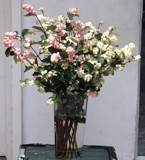 Trong đó, các loại hoa nhập khẩu từ Hà Lan được nhiều khách hàng đặt mua như Snowberry màu trắng và hồng, hoa cúc Tana trắng...Ảnh: Infonet.