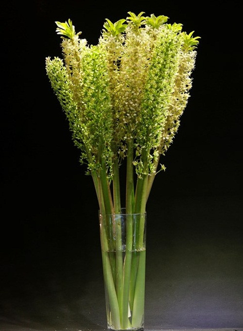 Hoa Eucomis Autumnalis hút khách với chiều cao hơn 1 mét. Ảnh: Infonet.
