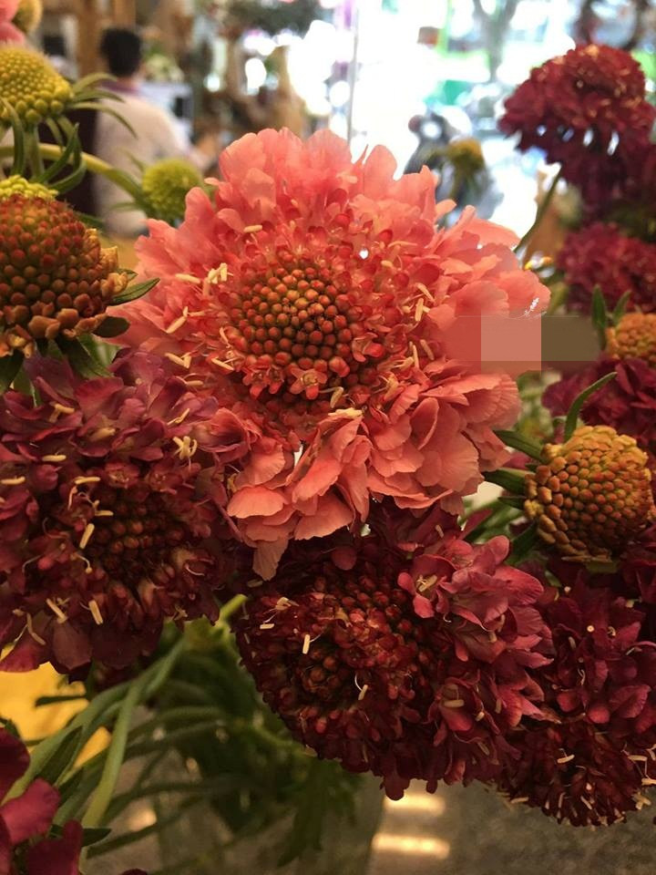 Hoa Cabiosa được nhiều cửa hàng lần đầu nhập về bán dịp 20/10 năm nay. Ảnh: Lavendershop94 Flowers.