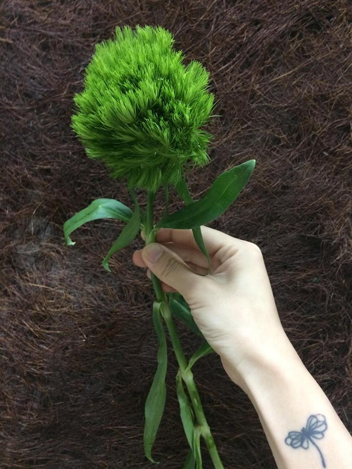 Green Wicky là hoa cẩm chướng của Nhật có màu xanh lá và hình dáng dễ thương như 1 cục bông xanh. Ảnh: Nefertiti.