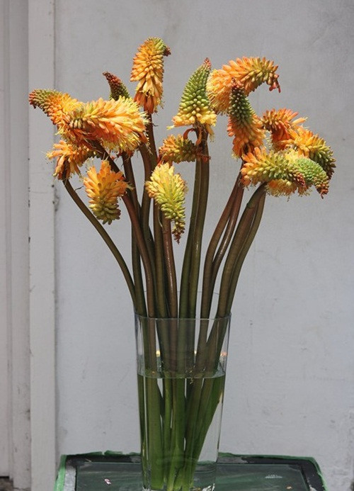 Màu hoa sặc sỡ là điểm đặc biệt của hoa kèn đuốc. Ảnh: Infonet.