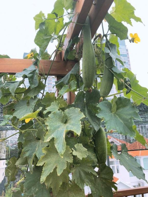 Giàn mướp trĩu quả khiến nhiều người mê mẩn. Ảnh: Nld.