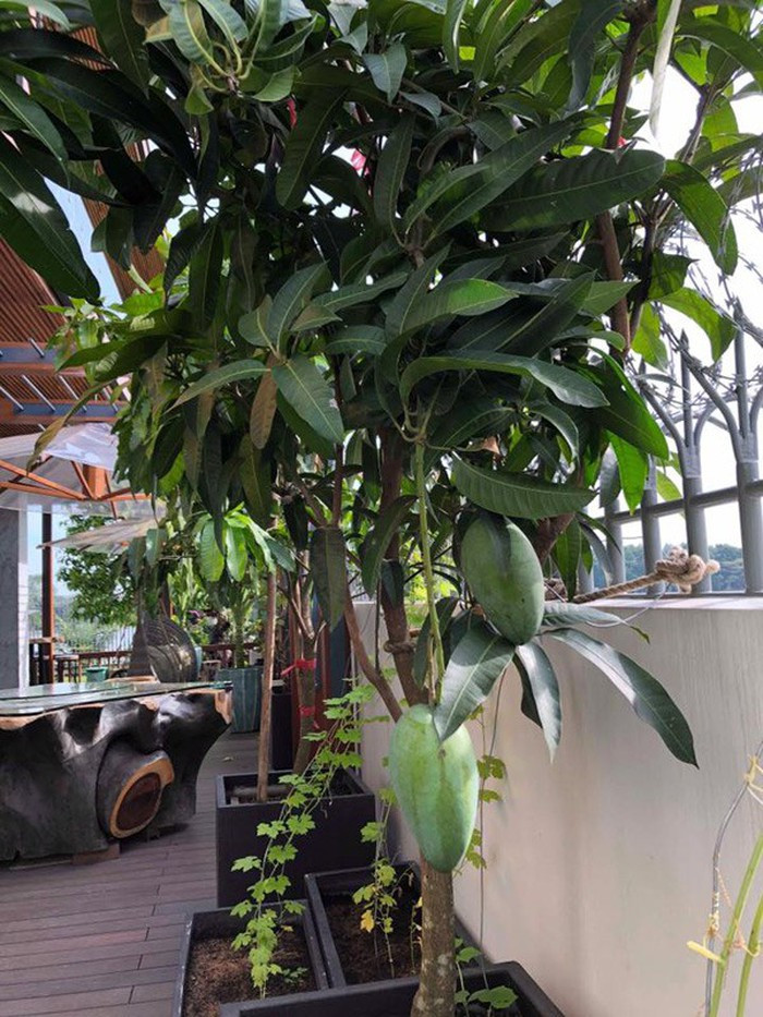 Hầu hết các cây ăn quả như cóc, ổi, xoài... được Phương Lê mang cả gốc từ quê nhà ở Trà Vinh lên Sài Gòn trồng. Ảnh: GĐXH.
