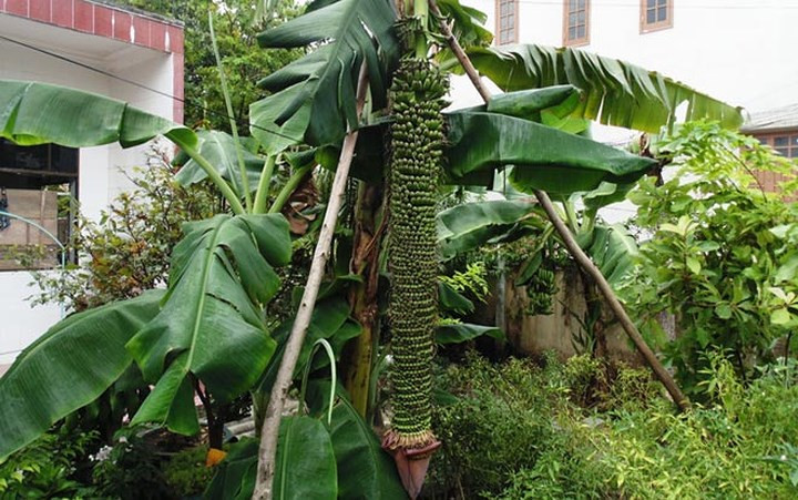 Cây chuối của gia đình bà Nguyễn Thị Minh (TP Đồng Hới, Quảng Bình) gây xôn xao với buồng chuối dài hơn 2 mét và có đến 202 nải. Ảnh: Zing.