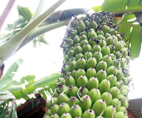 Cây chuối được gia đình trồng cách đây hơn 3 năm và trổ hoa ra quả được gần 2 năm nay. Dù vậy, buồng chuối vẫn chưa có dấu hiệu dừng phát triển. Ảnh: Baonghean.