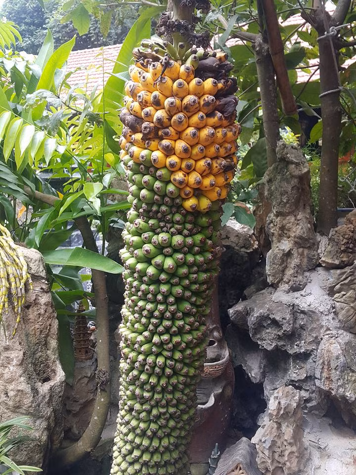 Buồng chuối trăm nải trông thích mắt ở Bắc Kạn. Ảnh: FB Thai Thanh Hoang Thi‎.