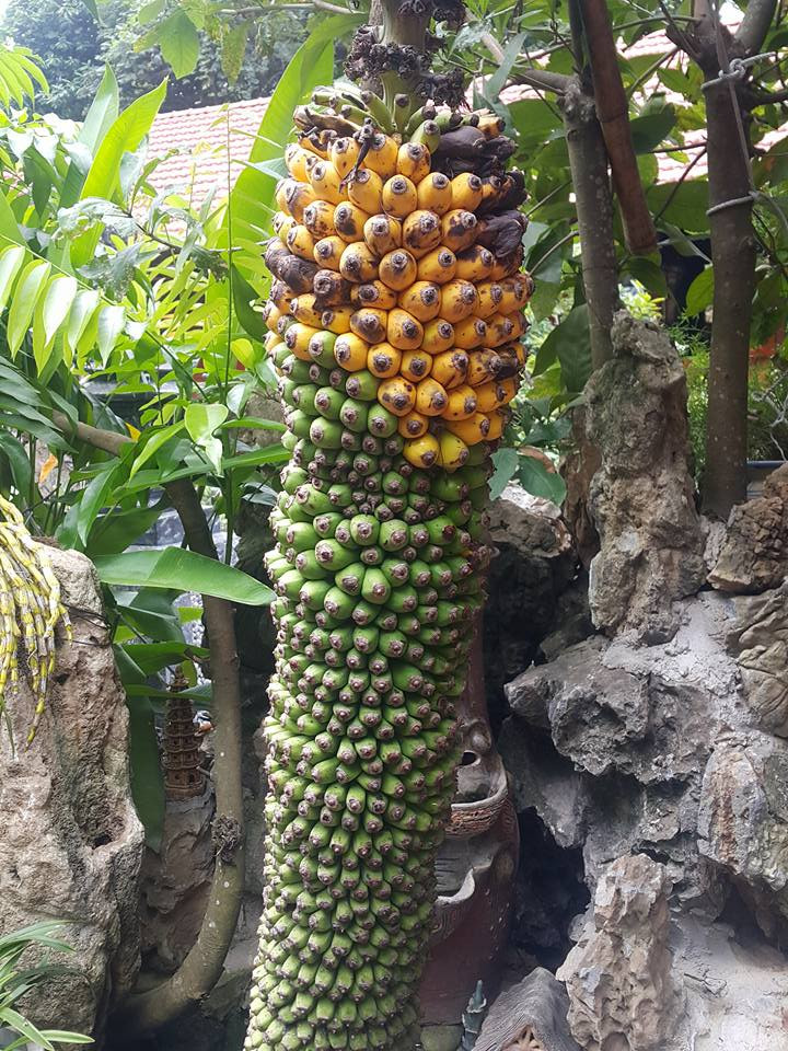 Buồng chuối trăm nải trông thích mắt ở Bắc Kạn. Ảnh: FB Thai Thanh Hoang Thi‎.