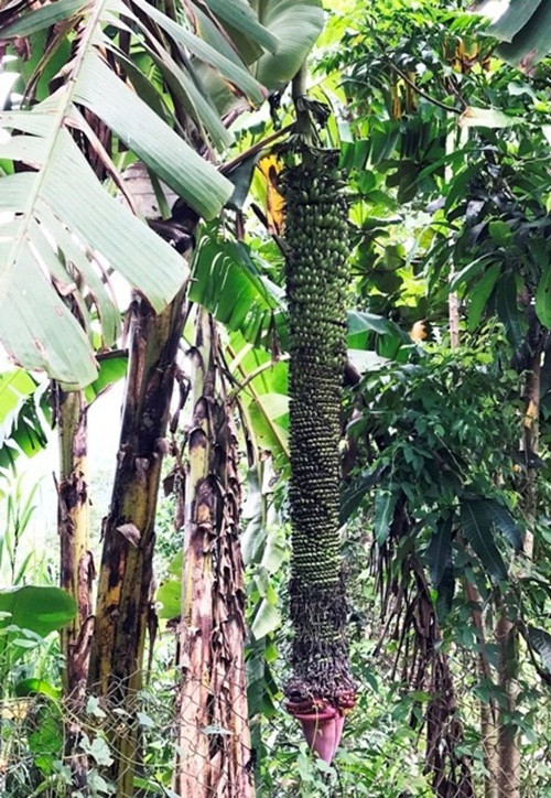 Buồng chuối trổ gần 200 nải ở Khánh Hòa. Ảnh: Tiền phong.