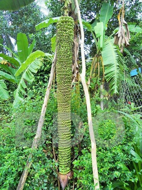 Buồng chuối dài hơn 2 mét với hơn 200 nải tại nhà ông Lê Văn Ba (trú thôn Thế Thạnh 1, xã Ân Thạnh, huyện Hoài Ân, Bình Định). Ảnh: Dân Việt.