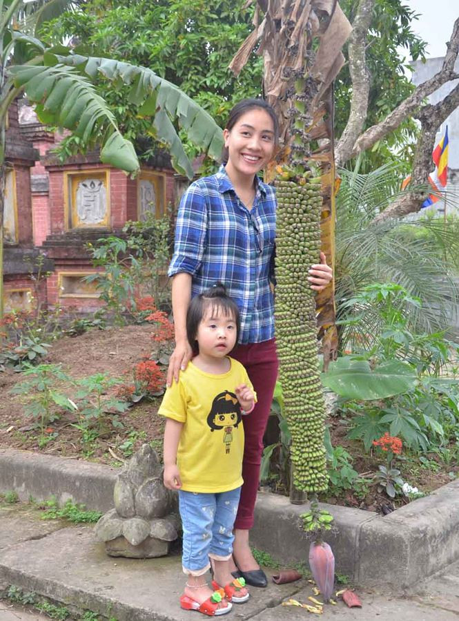 Một cây chuối ở chùa Keo (làng Chè, xã Kim Sơn, Gia Lâm, Hà Nội) trổ hàng trăm nải dài cả mét khiến nhiều người tò mò. Ảnh: Tiền phong.