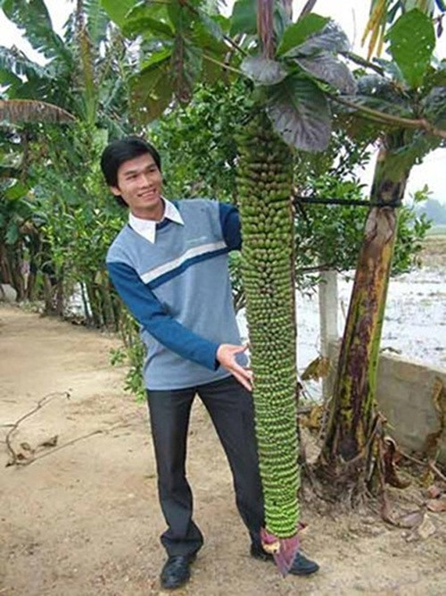 Dù không có chế độ chăm bón đặc biệt nhưng cây chuối Ngự của gia đình anh Lê Văn Sơn (thôn 10, xã Cẩm Quan, huyện Cẩm Xuyên, tỉnh Hà Tĩnh) vẫn cho buồng chuối 186 nải. Ảnh: Khám phá.