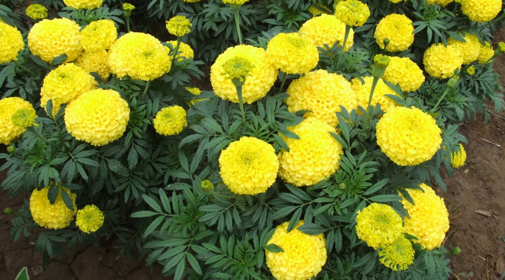 Ngoài ra, tinh dầu trong cúc vạn thọ cũng được dùng để thoa lên vết muỗi cắn để giảm sưng và ngứa. Ảnh: Hatgionghoaqua.