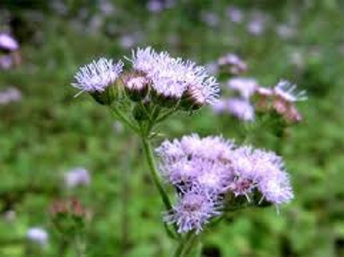 Để hoa phát huy được hết tác dụng, hãy trồng nó vào các chậu nhỏ rồi bày biện quanh hiên nhà hoặc trước sân. Ảnh: Internet.