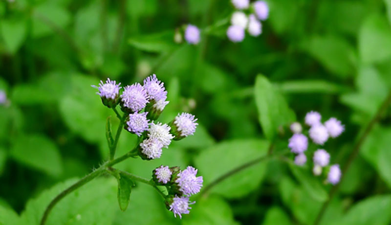 Hoa ngũ sắc hay còn gọi là hoa cứt lợn, hoa ngũ vị có thành phần tự nhiên là coumarin, giúp đuổi muỗi vô cùng hiệu quả. Ảnh: Caythuoc.