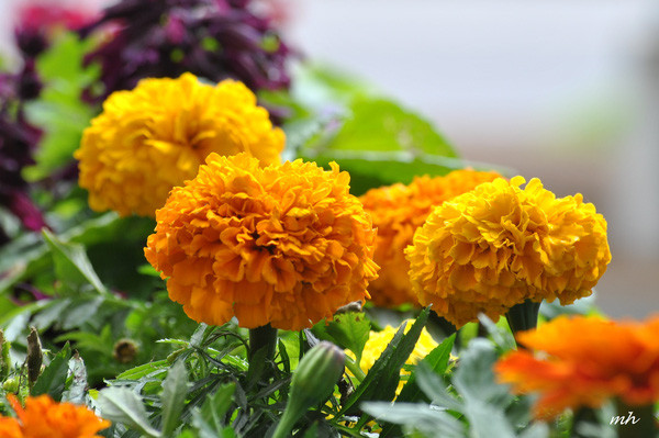 Bông cúc vạn thọ có đường kính lớn tỏa ra mùi hương hăng hắc khiến lũ muỗi đều phải tránh xa hàng trăm mét. Ảnh: Khám phá.