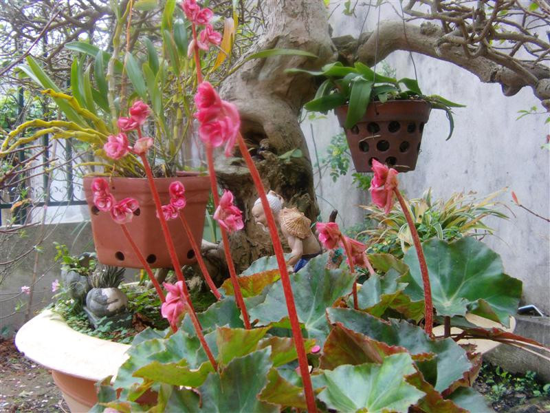 Để hạn chế muỗi trong mùa mưa hay nồm ẩm, nên trồng sen cạn vào những giỏ treo rồi để quanh nhà hoặc khu vực gần cửa sổ, cửa ra vào. Ảnh: Caynongnghiep.