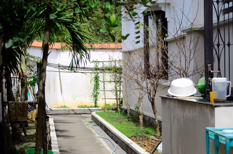 Hàng cây mai vàng được người đẹp trồng phía sau gian bếp. Ảnh: Zing.